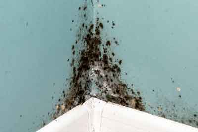 Mould Remediation